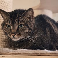 eureka, chatte à adopter