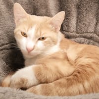 CALINOU, chat à adopter