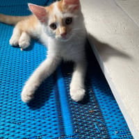 Bill, chat à adopter