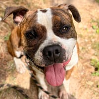 PYRUS dit « POLOCHON » QCN, chien à adopter