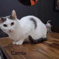 Camila, chatte à adopter