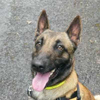 REX 2, chien à adopter