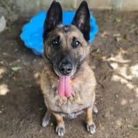 LASCO, chien à adopter