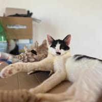 Meli, chatte à adopter