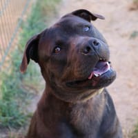 LOLA, chienne à adopter