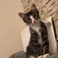 Kyoto, chat à adopter