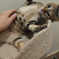 Catimini, chat à adopter