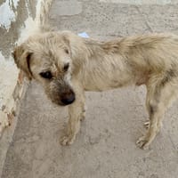 PONCHO, chien à adopter