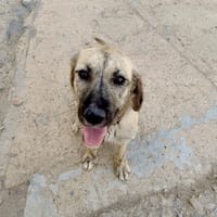 LUNA, chienne à adopter