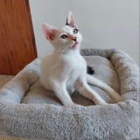 YUKI, chat à adopter