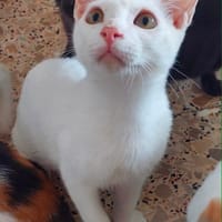 SUGAR, chat à adopter