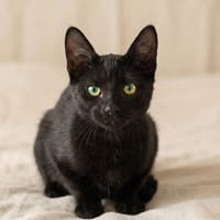 MOKA, chat à adopter