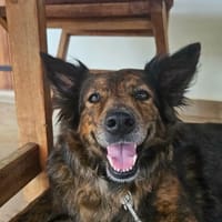 Zelda la câline, chienne à adopter