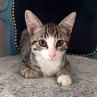 OLYMPE, chat à adopter