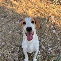 Cha, chienne à adopter