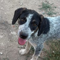 Dot, chienne à adopter