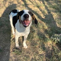 Plum, chienne à adopter