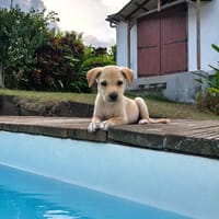 Mia, chienne à adopter