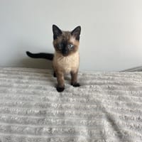Blue, chat à adopter