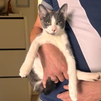 Bandit, chat à adopter