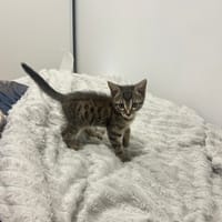 Bretzel, chat à adopter