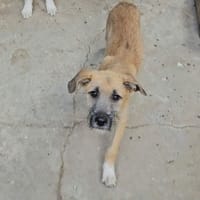 Reha, chienne à adopter