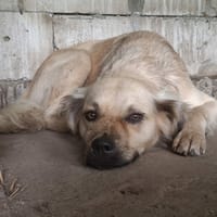 Gatine, chienne à adopter