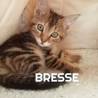 BRESSE, chatte à adopter