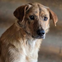 Slatka, chienne à adopter
