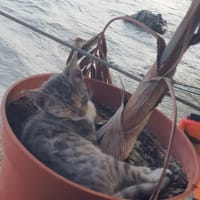 Lucie, chatte à adopter
