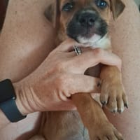 Tikos, chien à adopter