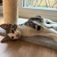 Loki, chat à adopter