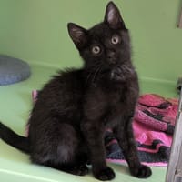 BOUNTY, chat à adopter