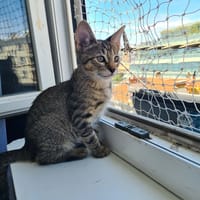 Billy, chat à adopter