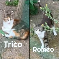 ROMEO et TRICO   - DOUBLE ADOPTION, chat à adopter