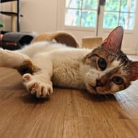 Atchoum, chat à adopter