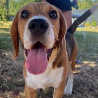 Ayko, chien à adopter