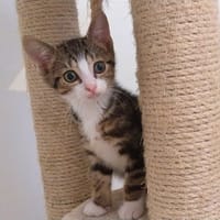 Baloo, chat à adopter