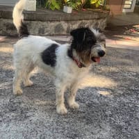 Suzette, chienne à adopter