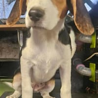 Celeste, chienne à adopter