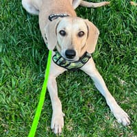 Wani, chienne à adopter