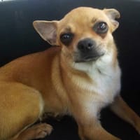 Rose, chienne à adopter