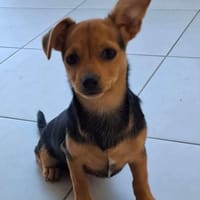 Othis, chien à adopter