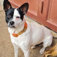 Drak, chien à adopter