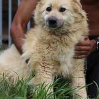 Dalida - verschmuste, ruhige Hündin, Hündin zur Adoption