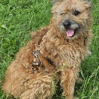 Arlo verliert sein Zuhause, Hund zur Adoption
