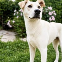 Lio-sensibler Herdenschutzhund, Hund zur Adoption