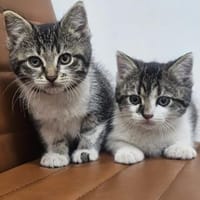 Suki & Suri Verspielte Geschwister suchen  Familie, Katze zur Adoption