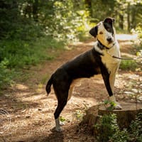 Andur sucht liebe Menschen, Hund zur Adoption