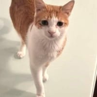 Loki - lebhaft, sehr verspielt, seeehr hübsch, Kater zur Adoption